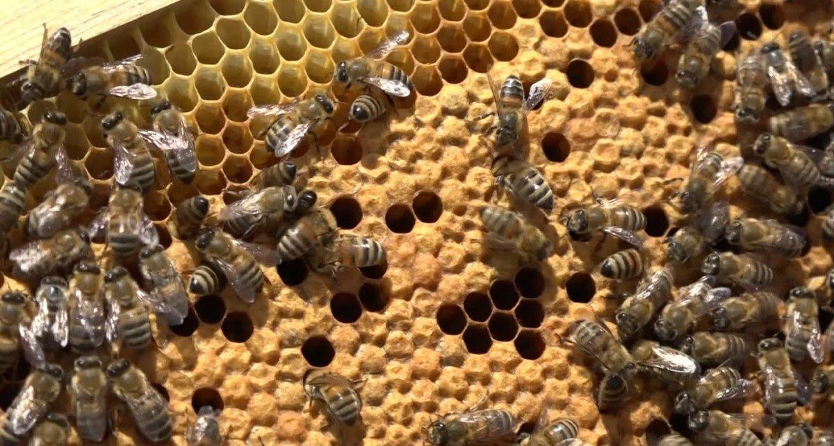 Arıcıların bal mesaisi başladı