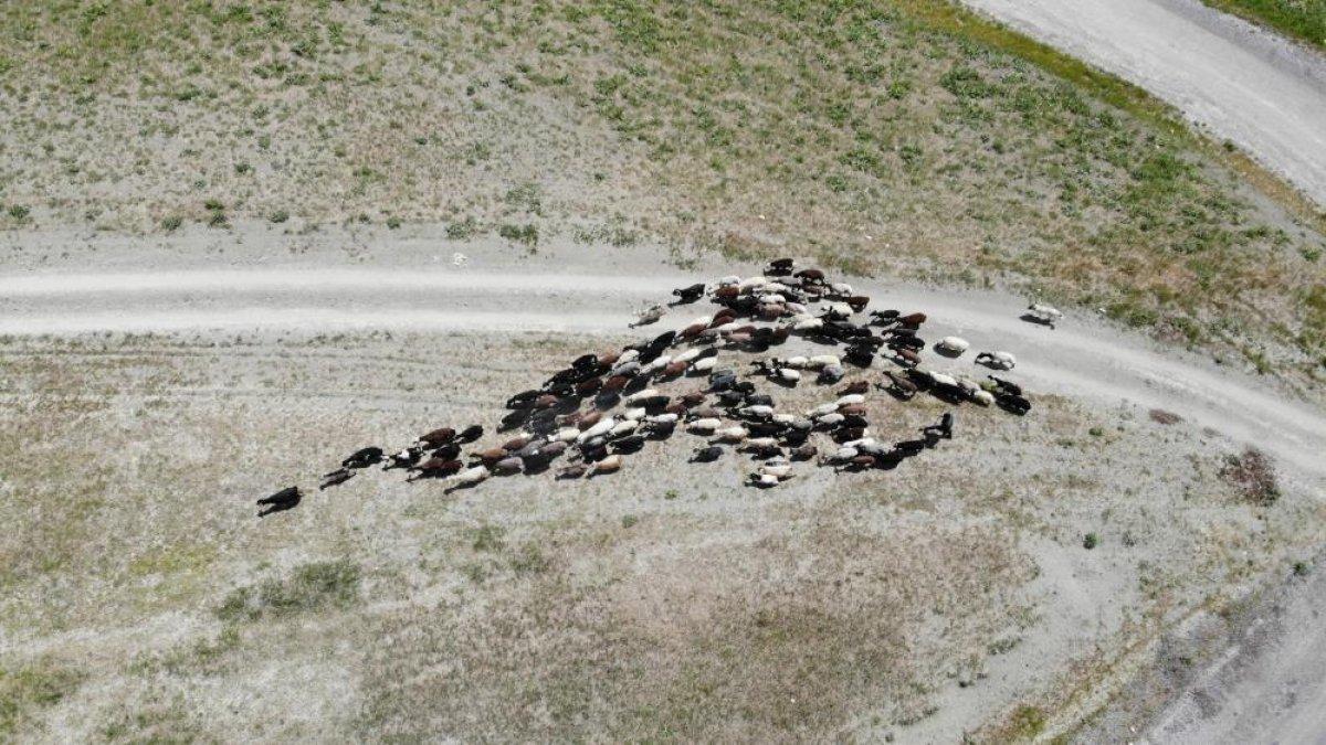 Muş'ta besicilerin yayla yolculuğu başladı