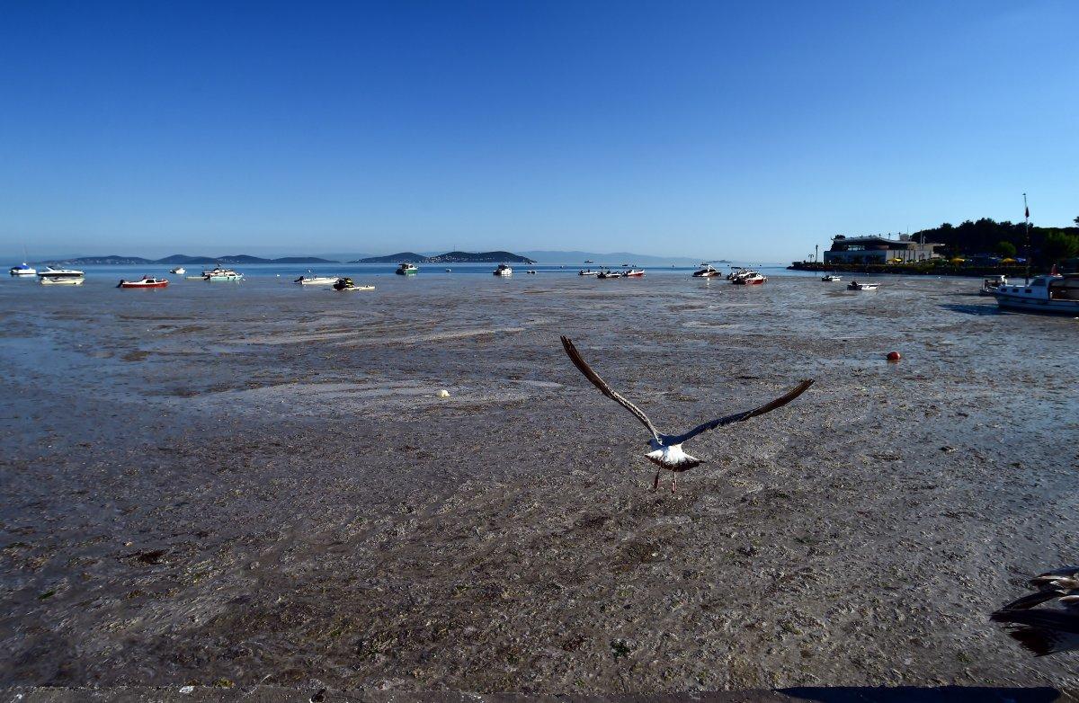 Marmara Denizi'ndeki müsilaj belası havadan görüntülendi