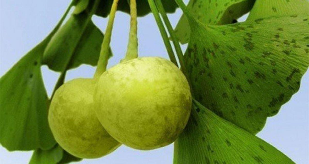 Atom bombasına direnen tek bitki: Mabet ağacı yaprağı ve faydaları