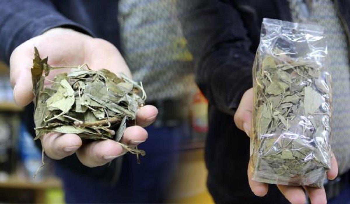 Atom bombasına direnen tek bitki: Mabet ağacı yaprağı ve faydaları