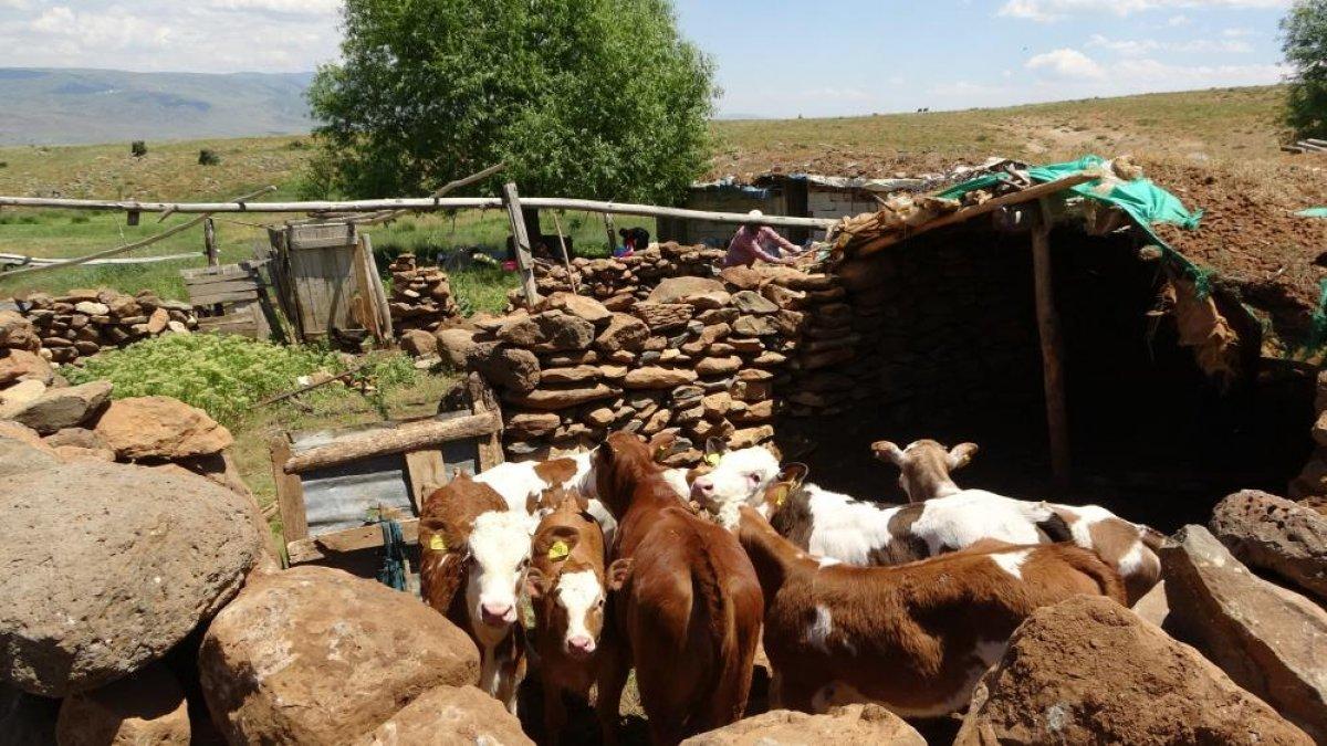Muş'ta besicilerin yayla yolculuğu başladı