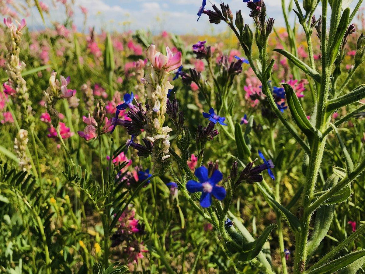 Ağrı'da rengarenk çiçekler göz kamaştırdı