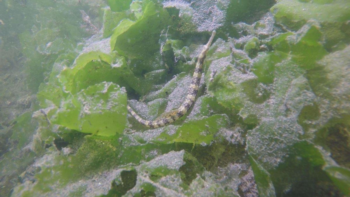 İzmit Körfezi’nde dalgıçlar, müsilajın su altındaki durumunu görüntüledi