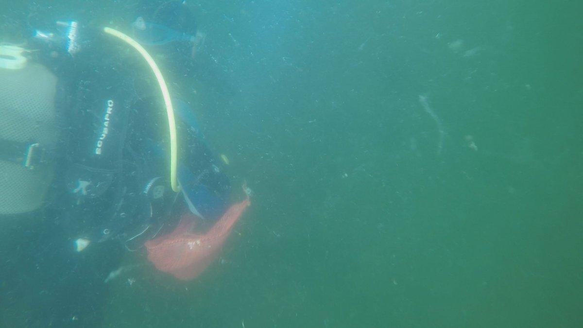 İzmit Körfezi’nde dalgıçlar, müsilajın su altındaki durumunu görüntüledi