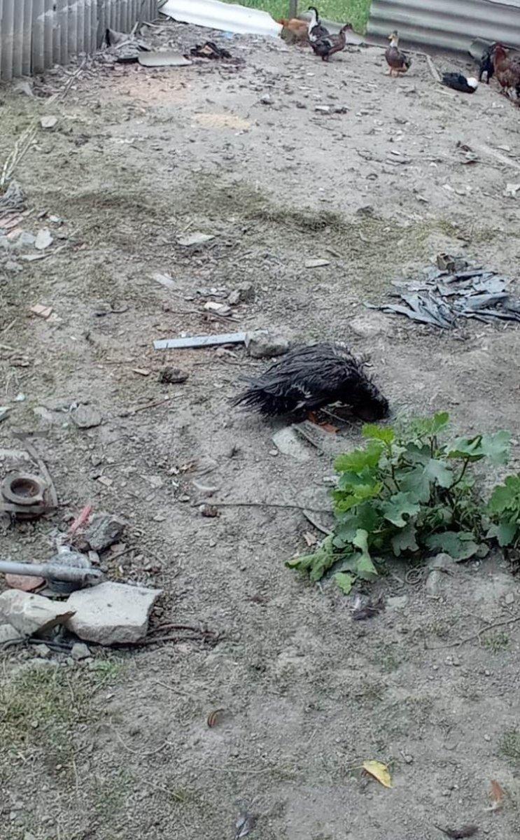 Sakarya'da 50 hayvanı telef eden köpeklere böyle isyan etti