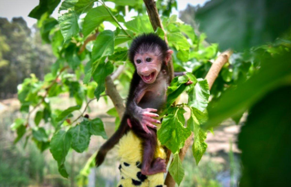 Mersin'de kuvözde büyütülen maymun Nisan, doğal ortamına alıştırılıyor