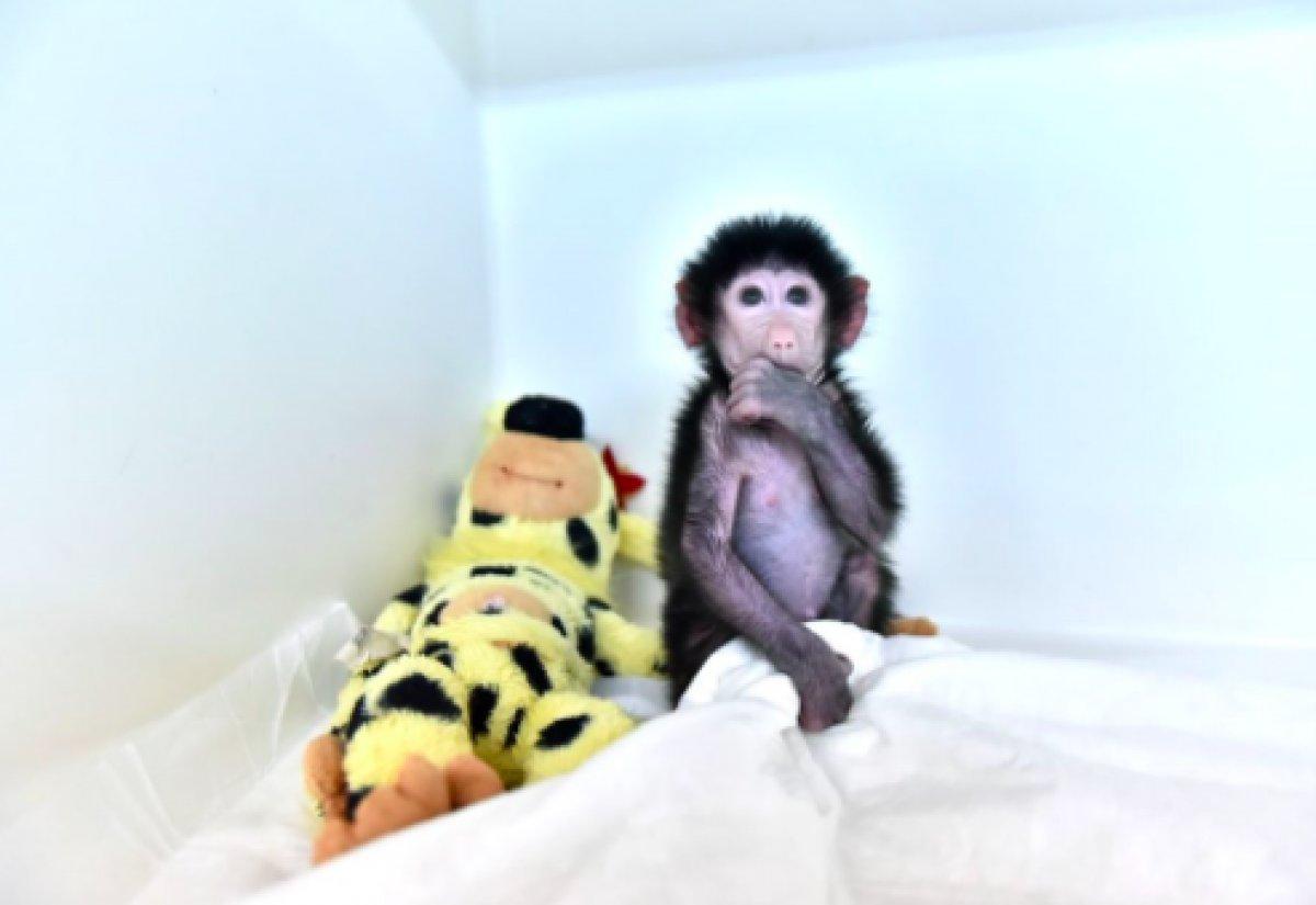 Mersin'de kuvözde büyütülen maymun Nisan, doğal ortamına alıştırılıyor