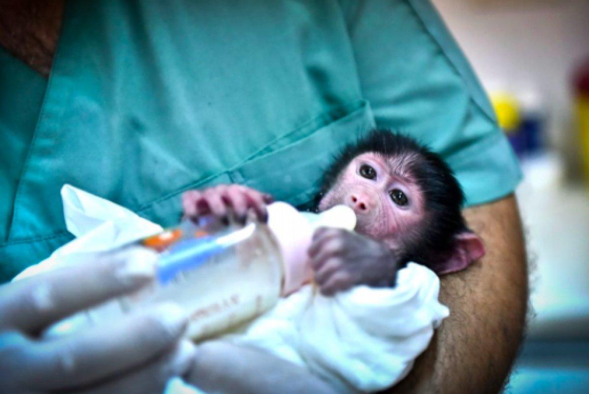 Mersin'de kuvözde büyütülen maymun Nisan, doğal ortamına alıştırılıyor