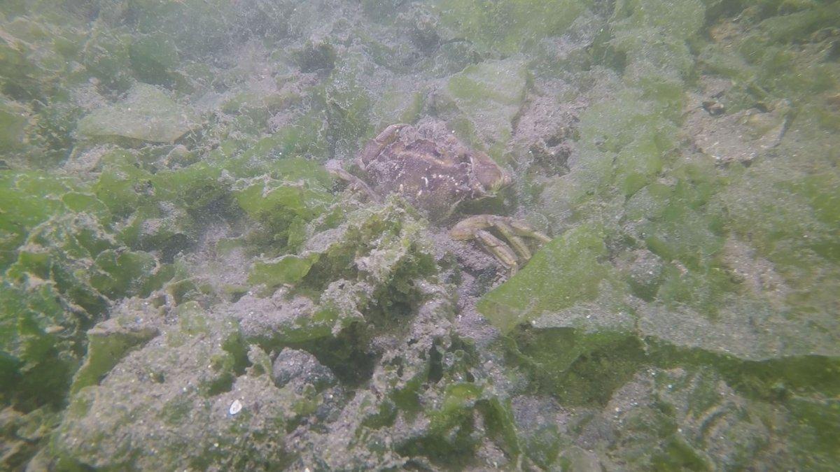 İzmit Körfezi’nde dalgıçlar, müsilajın su altındaki durumunu görüntüledi