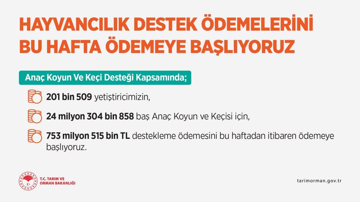 Koyun ve keçi desteği ödemeleri başlıyor: 2021 Hayvancılık destekleri ne kadar?