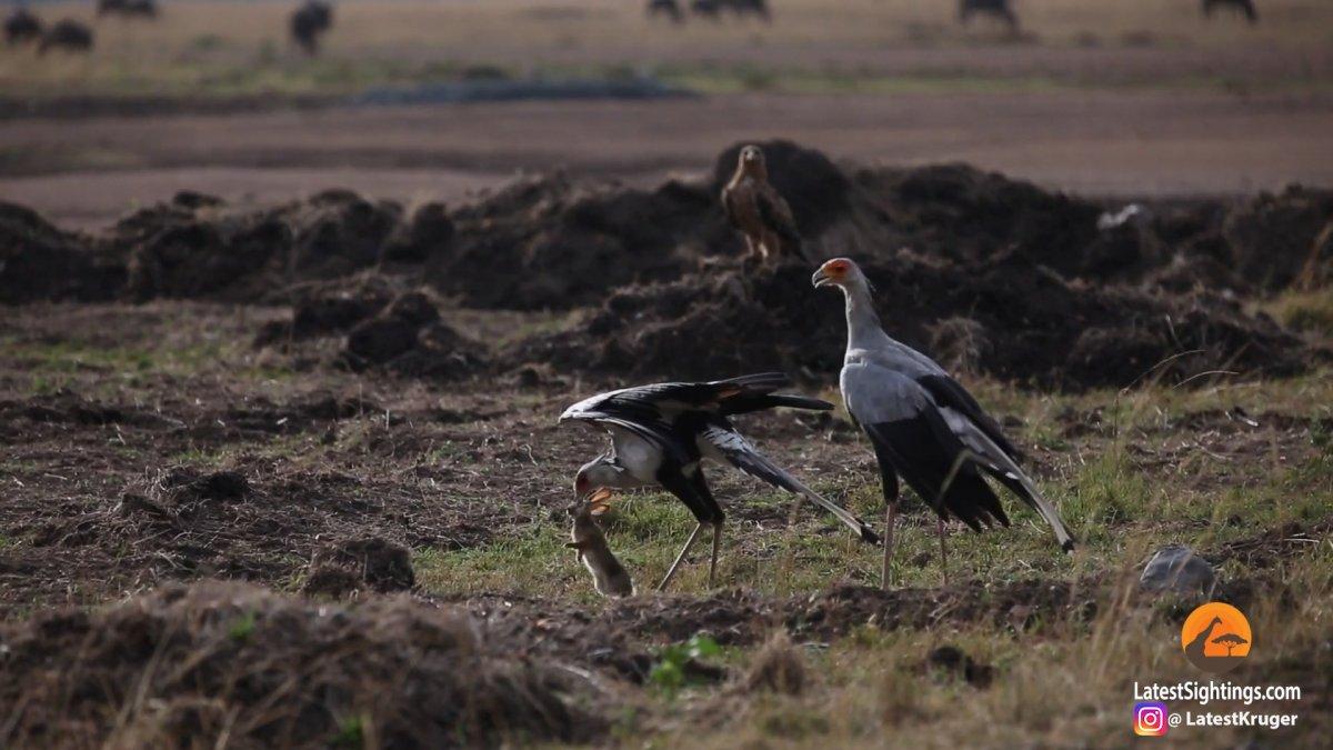 Kenya'daki sekreter kuşunun, tavşan avlama anı
