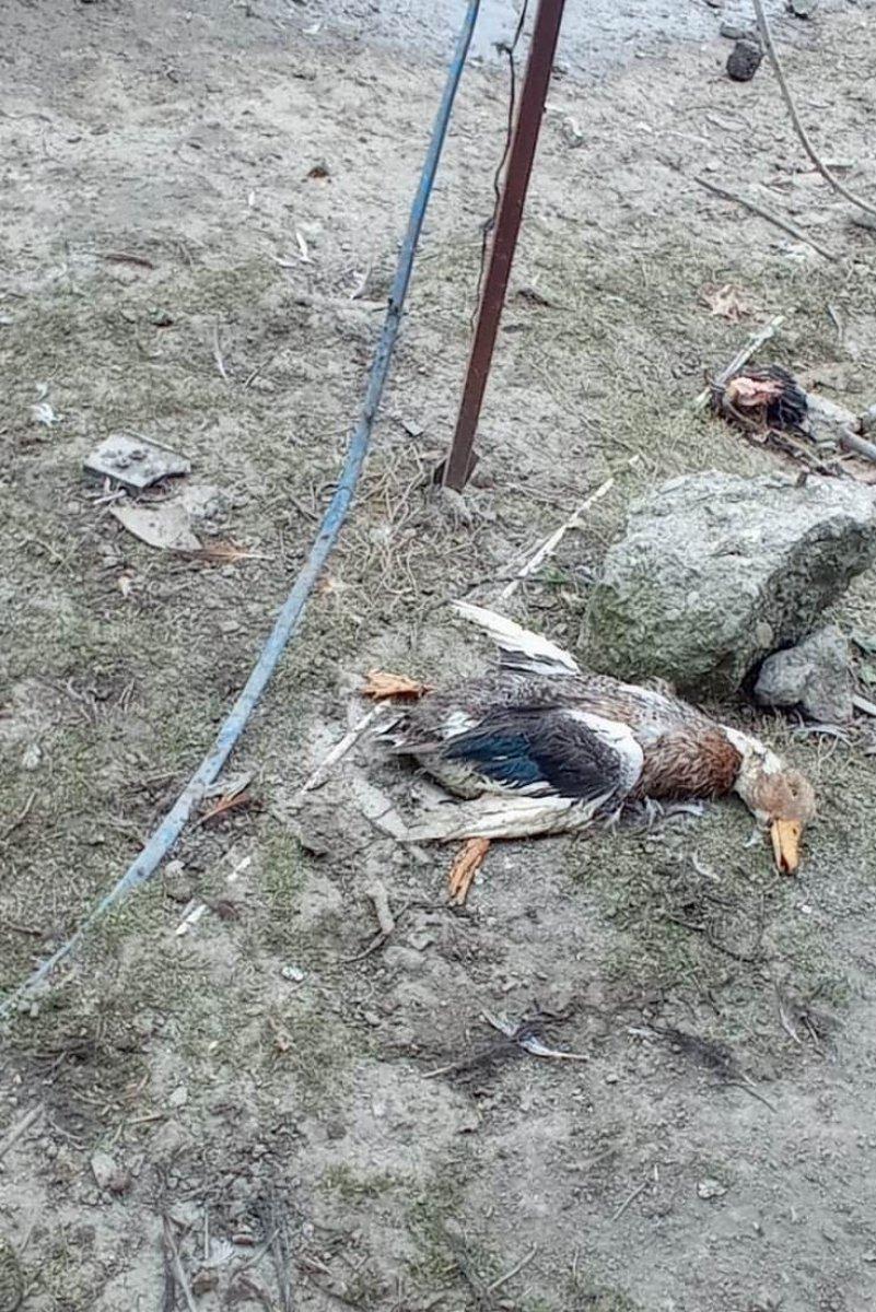 Sakarya'da 50 hayvanı telef eden köpeklere böyle isyan etti