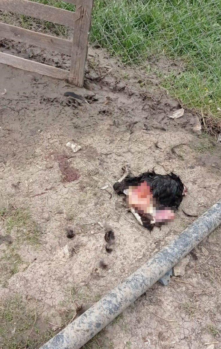 Sakarya'da 50 hayvanı telef eden köpeklere böyle isyan etti