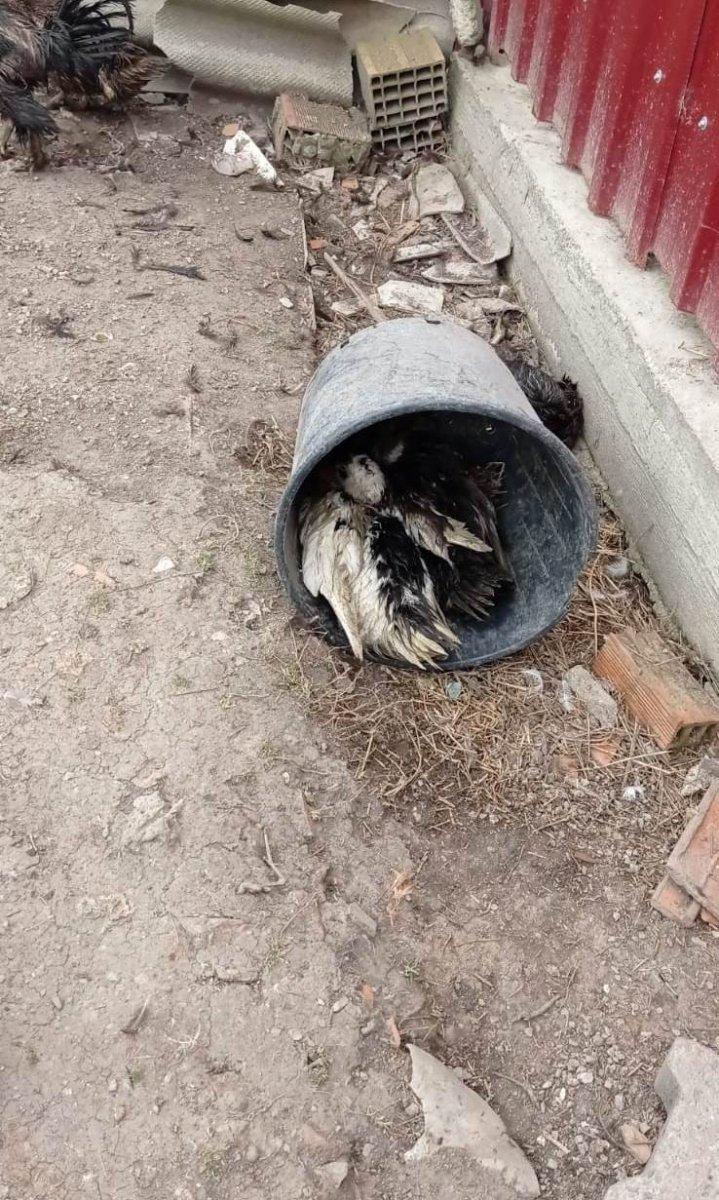 Sakarya'da 50 hayvanı telef eden köpeklere böyle isyan etti