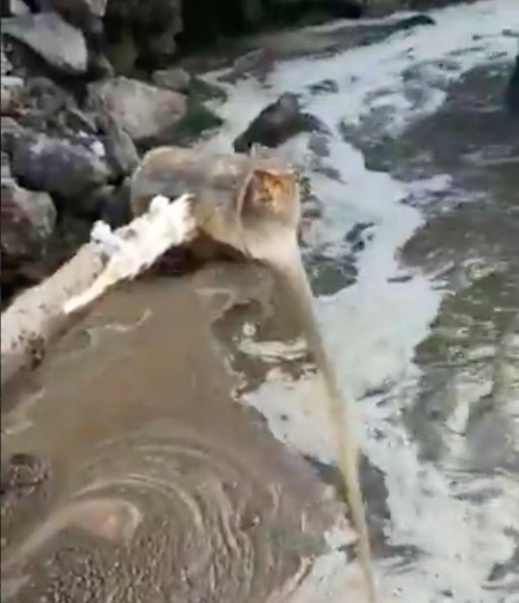 Kocaeli'de atık sular Marmara Denizi'ne dökülürken görüntülendi