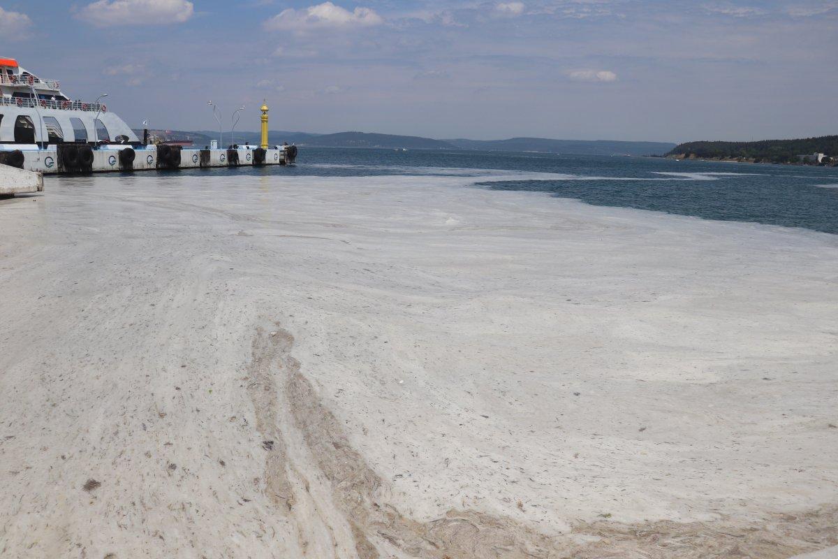 Prof. Dr. Adnan Ayaz: Müsilaj balıkları etkilemez, rahatlıkla tüketin