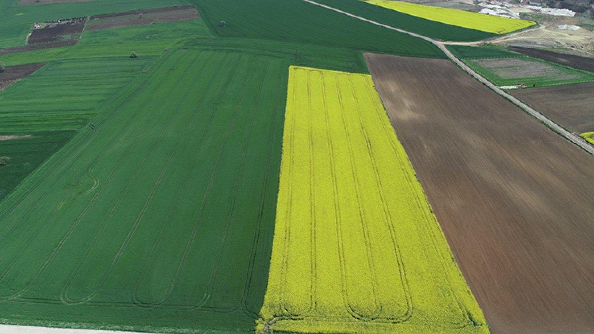 Kanola Trakya'yı sarıya boyadı