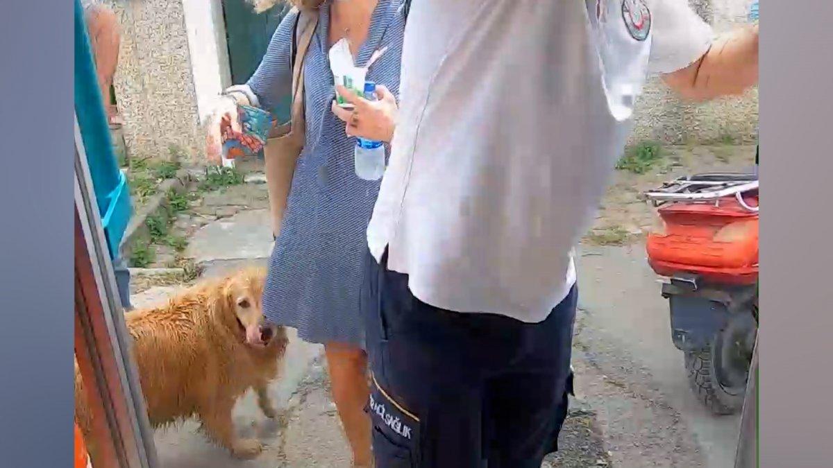 Büyükada'da hastanelik olan sahibini yalnız bırakmayan köpek