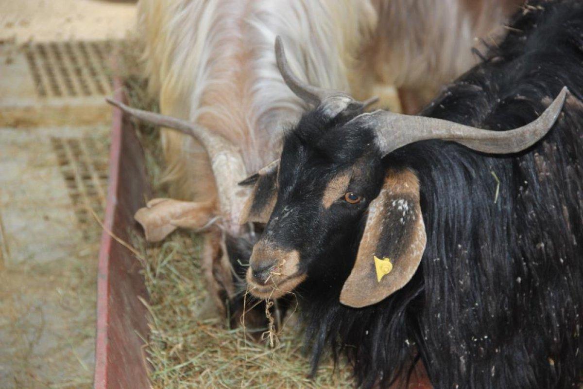 Kurban pazarları hareketlendi: Fahiş fiyat artışı var