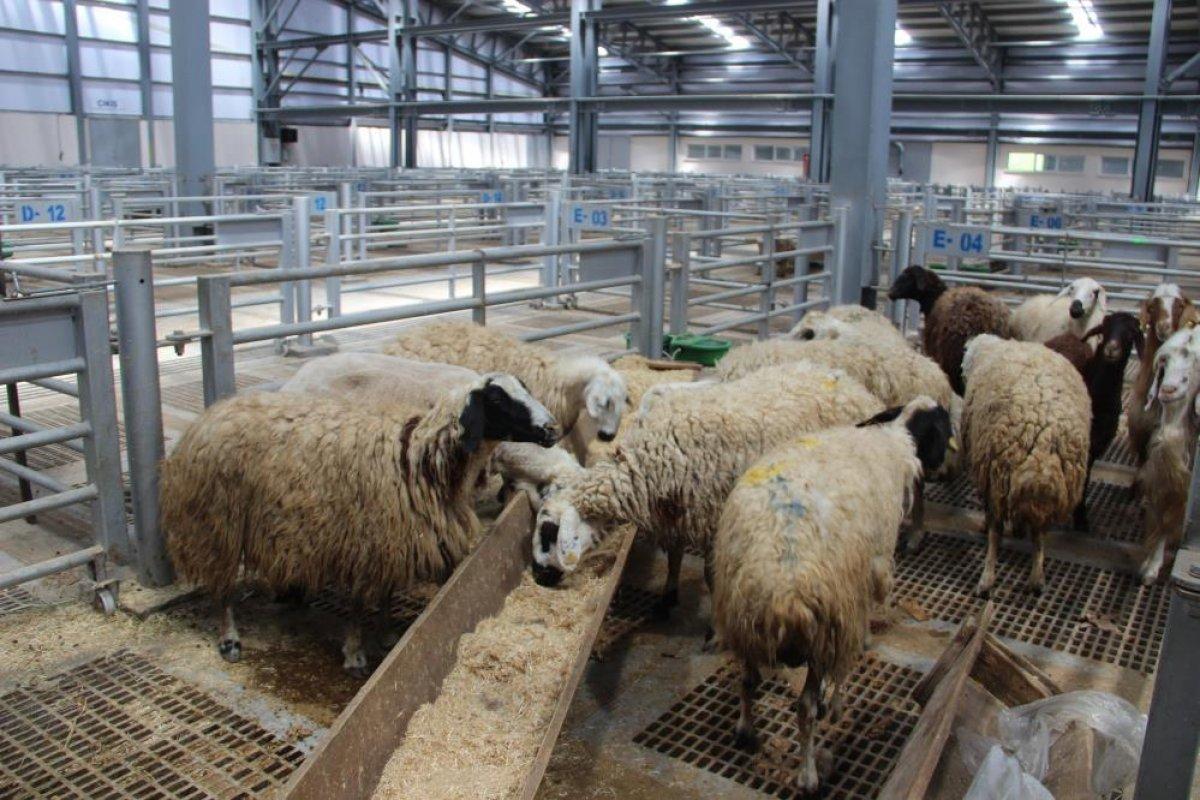 Kurban pazarları hareketlendi: Fahiş fiyat artışı var