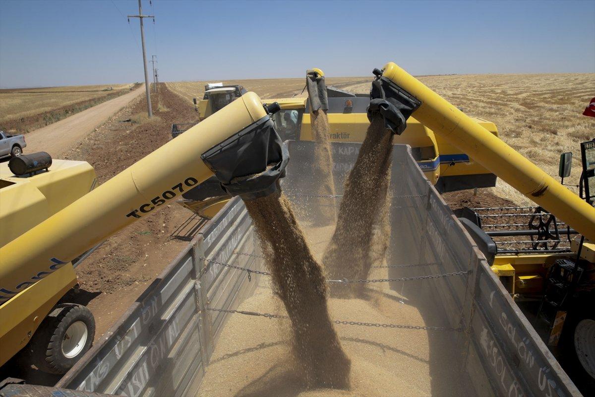 Şanlıurfa'da 157 biçerdöverle hasat başladı
