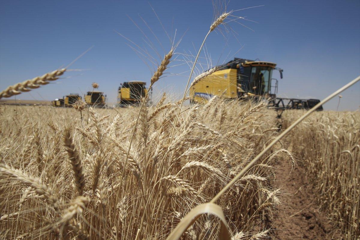 Şanlıurfa'da 157 biçerdöverle hasat başladı
