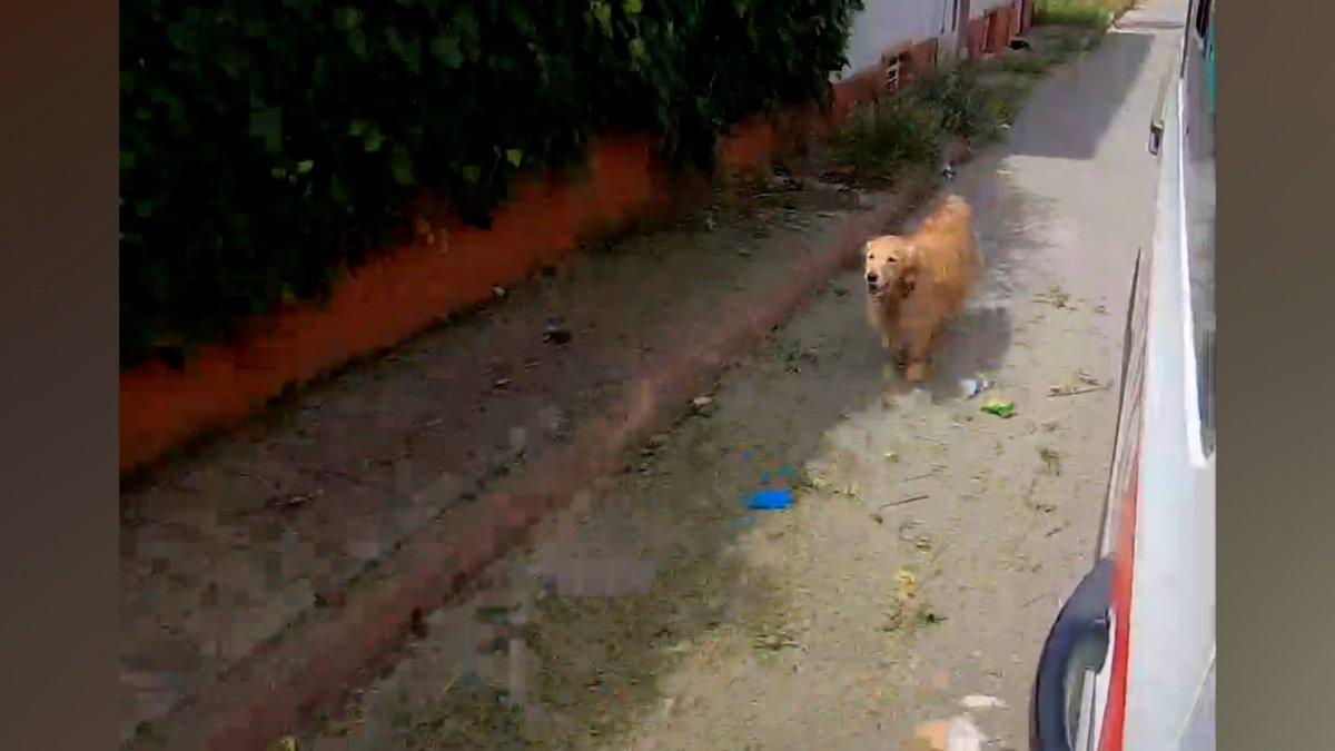 Büyükada'da hastanelik olan sahibini yalnız bırakmayan köpek