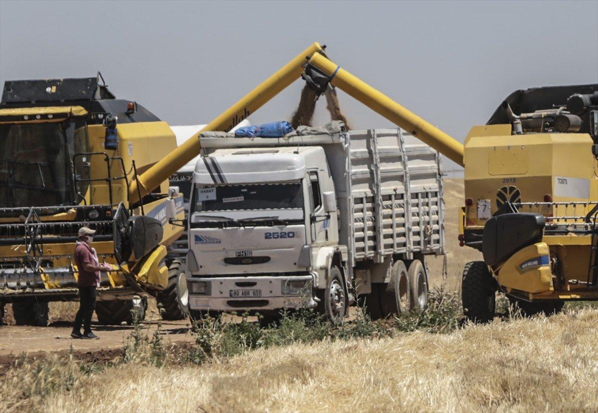 Şanlıurfa'da 157 biçerdöverle hasat başladı