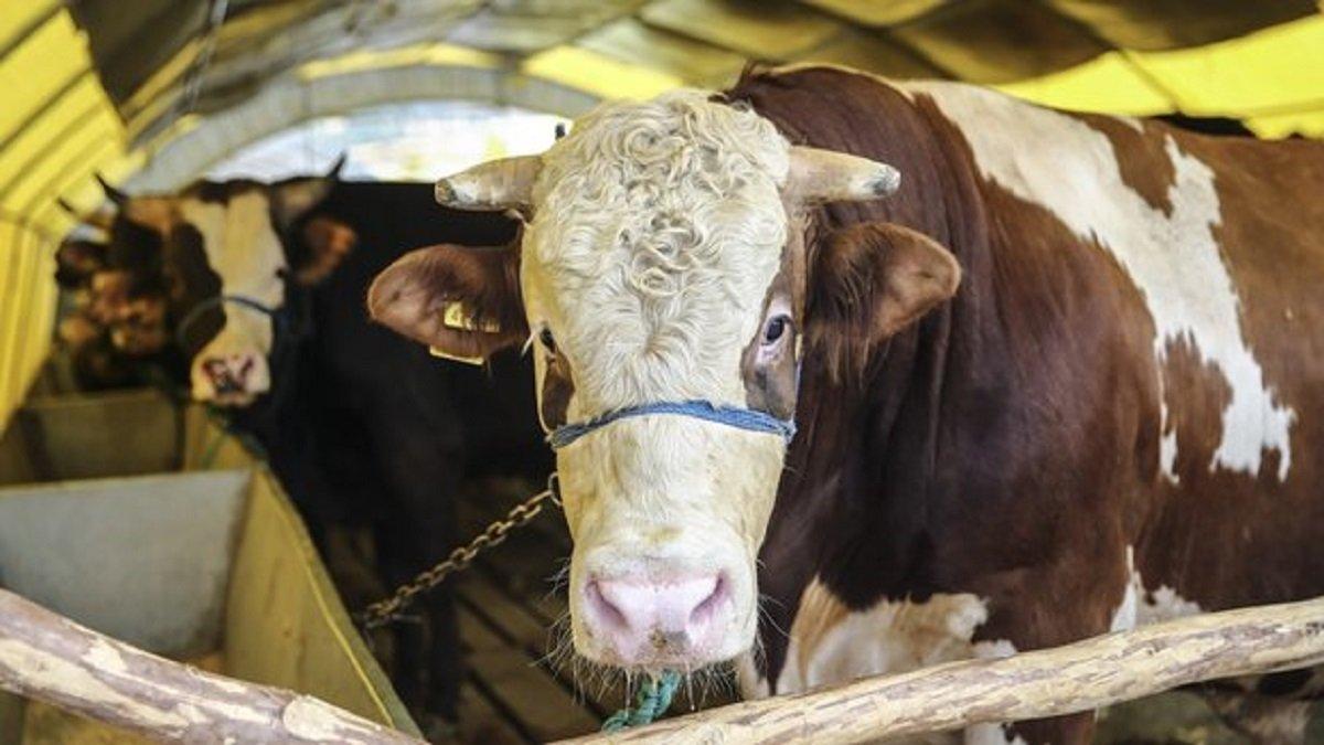 Kurbanlık fiyatları 2021: Büyükbaş ve küçükbaş kurbanlık fiyatları ne kadar?