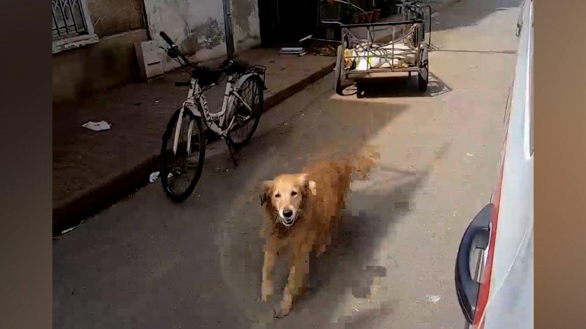 Büyükada'da hastanelik olan sahibini yalnız bırakmayan köpek