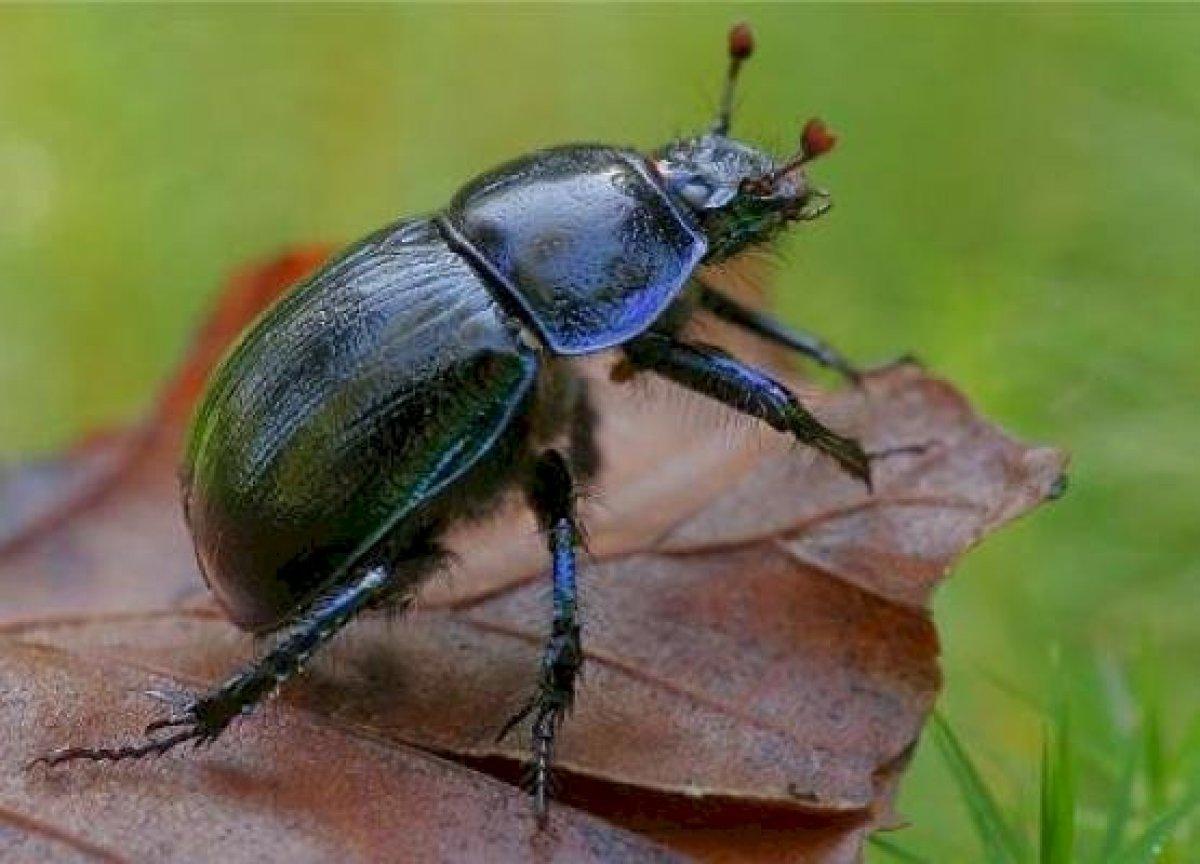 Vakanüvis yazdı: Hayvan hakları yasası hazırlanırken...