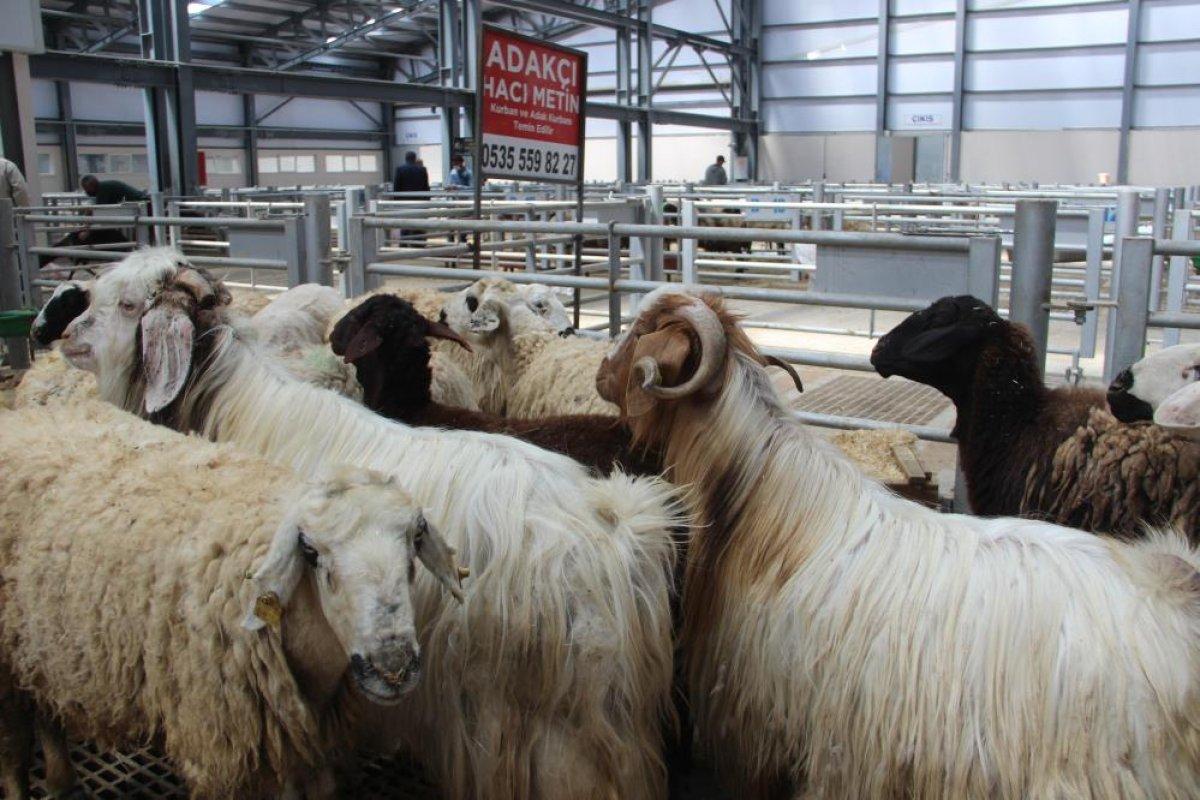 Kurban pazarları hareketlendi: Fahiş fiyat artışı var