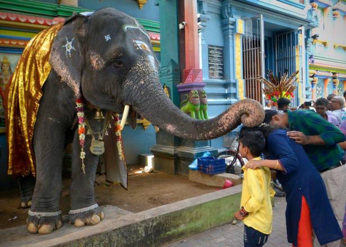 Vakanüvis yazdı: Hayvan hakları yasası hazırlanırken...