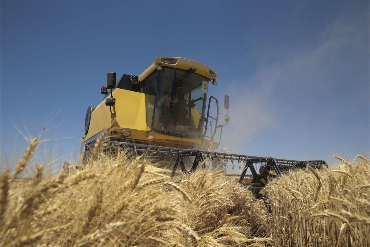 Şanlıurfa'da 157 biçerdöverle hasat başladı