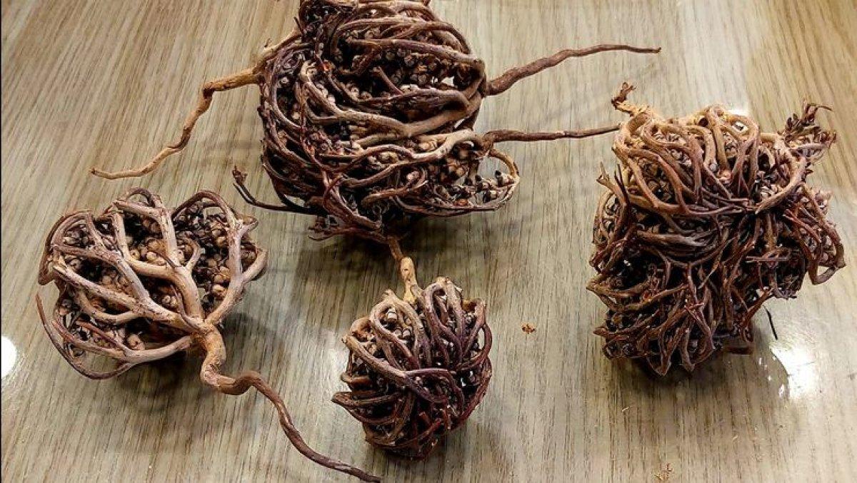 Anne adaylarının gözdesi: Meryem Ana otu nedir, faydaları nelerdir?