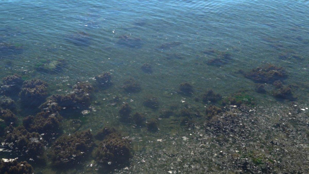 Caddebostan Sahili'nin kıyıları müsilajdan temizlendi