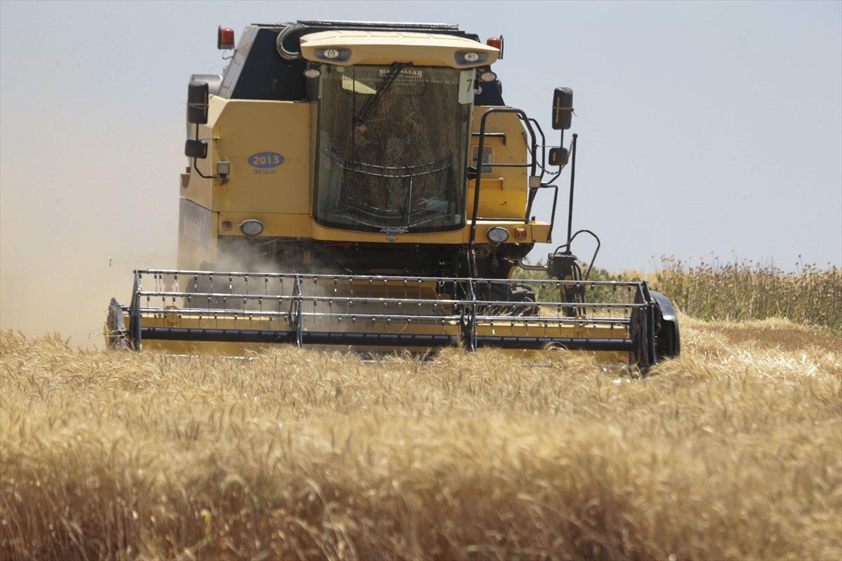 Şanlıurfa'da 157 biçerdöverle hasat başladı