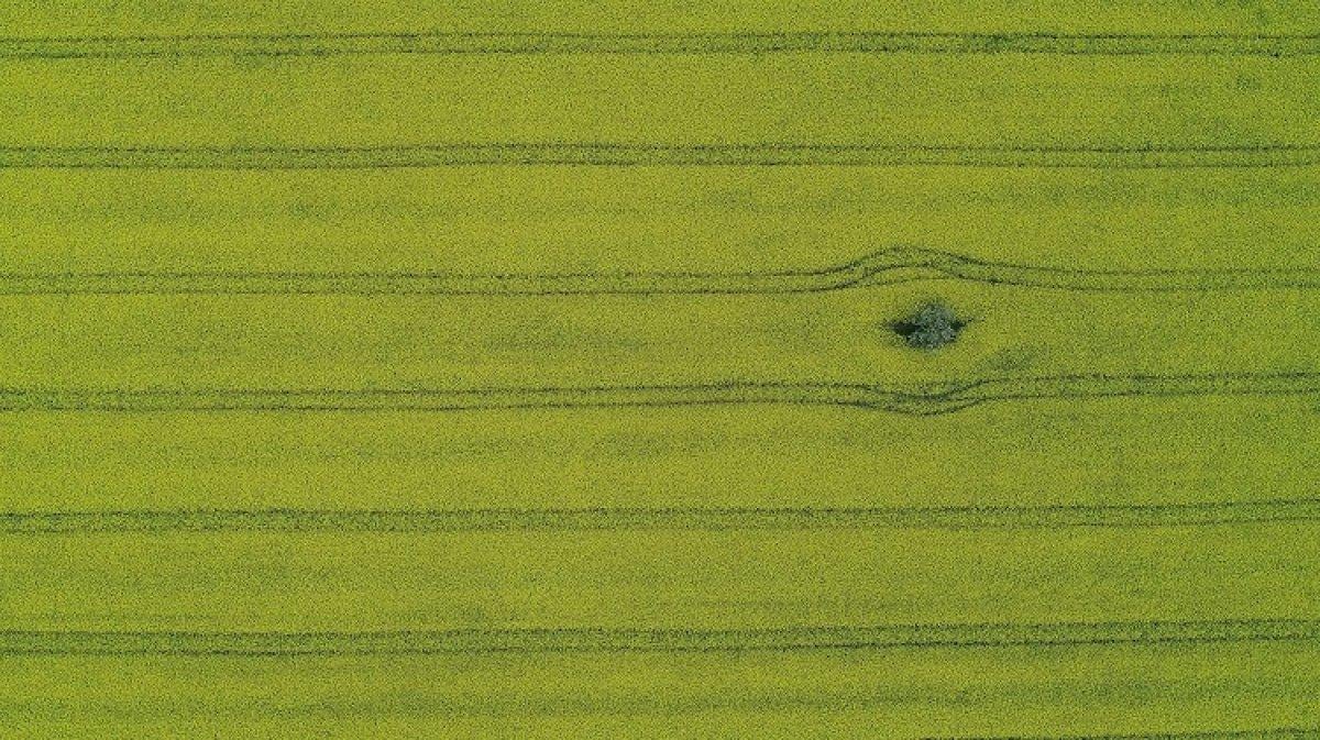 Kanola Trakya'yı sarıya boyadı