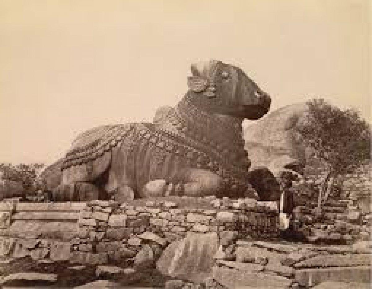 Vakanüvis yazdı: Hayvan hakları yasası hazırlanırken...