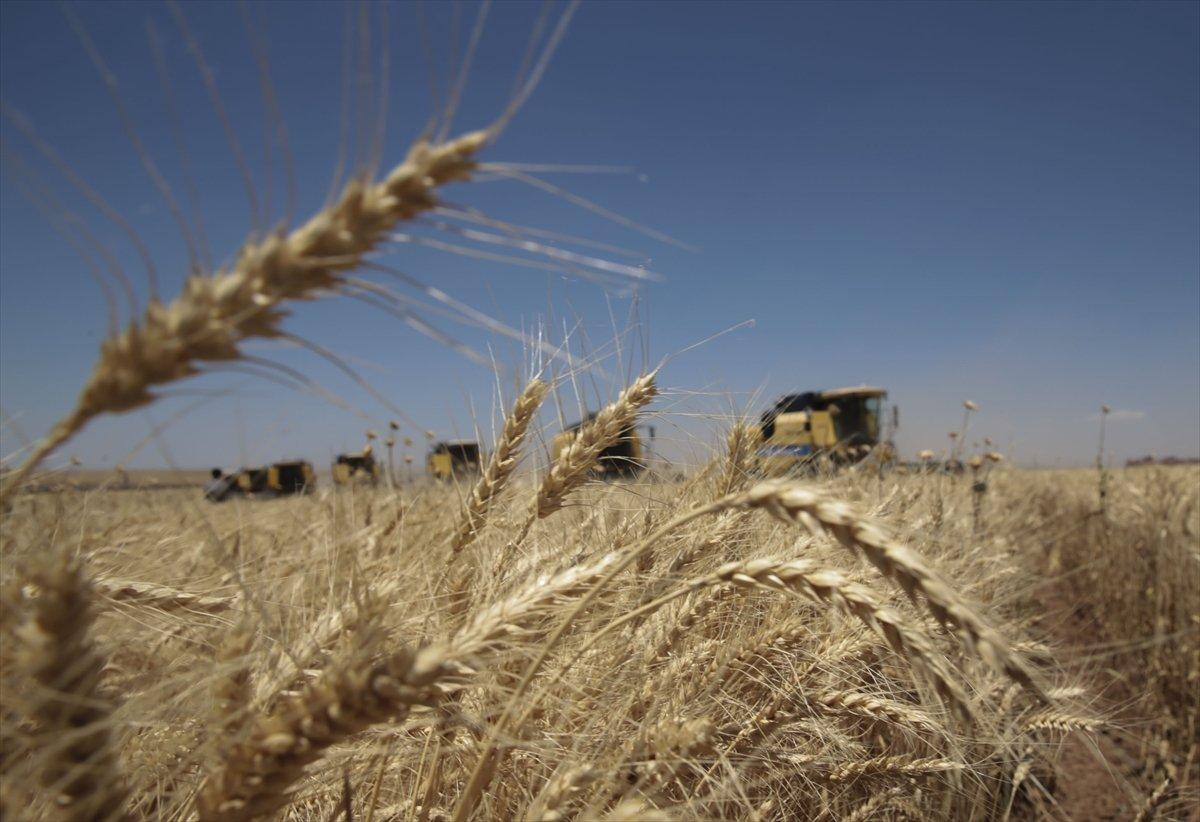 Şanlıurfa'da 157 biçerdöverle hasat başladı