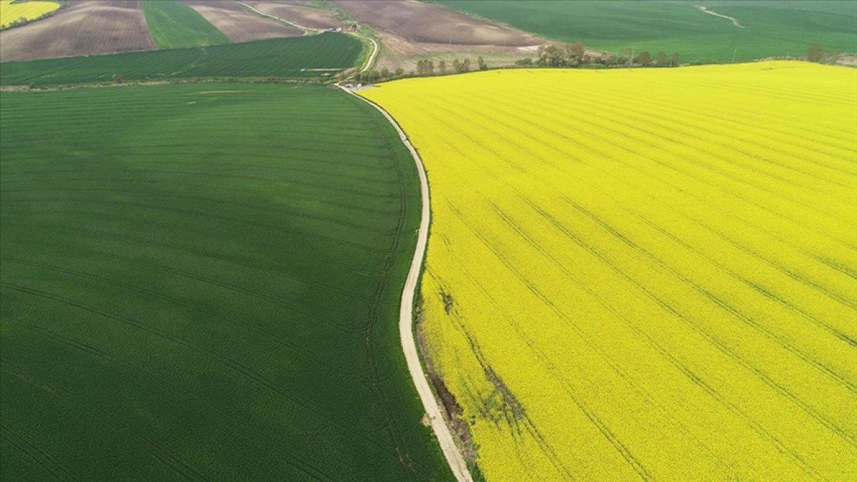 Kanola Trakya'yı sarıya boyadı