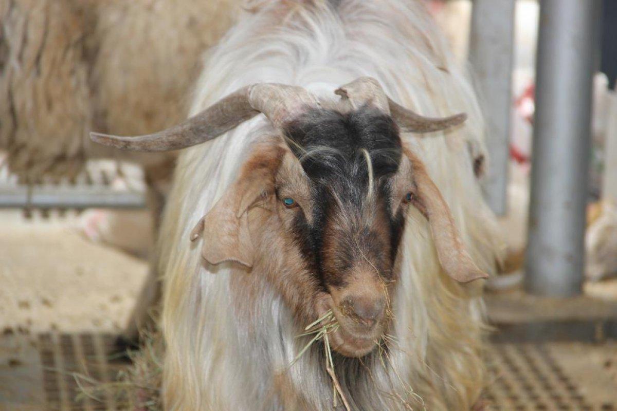Kurban pazarları hareketlendi: Fahiş fiyat artışı var