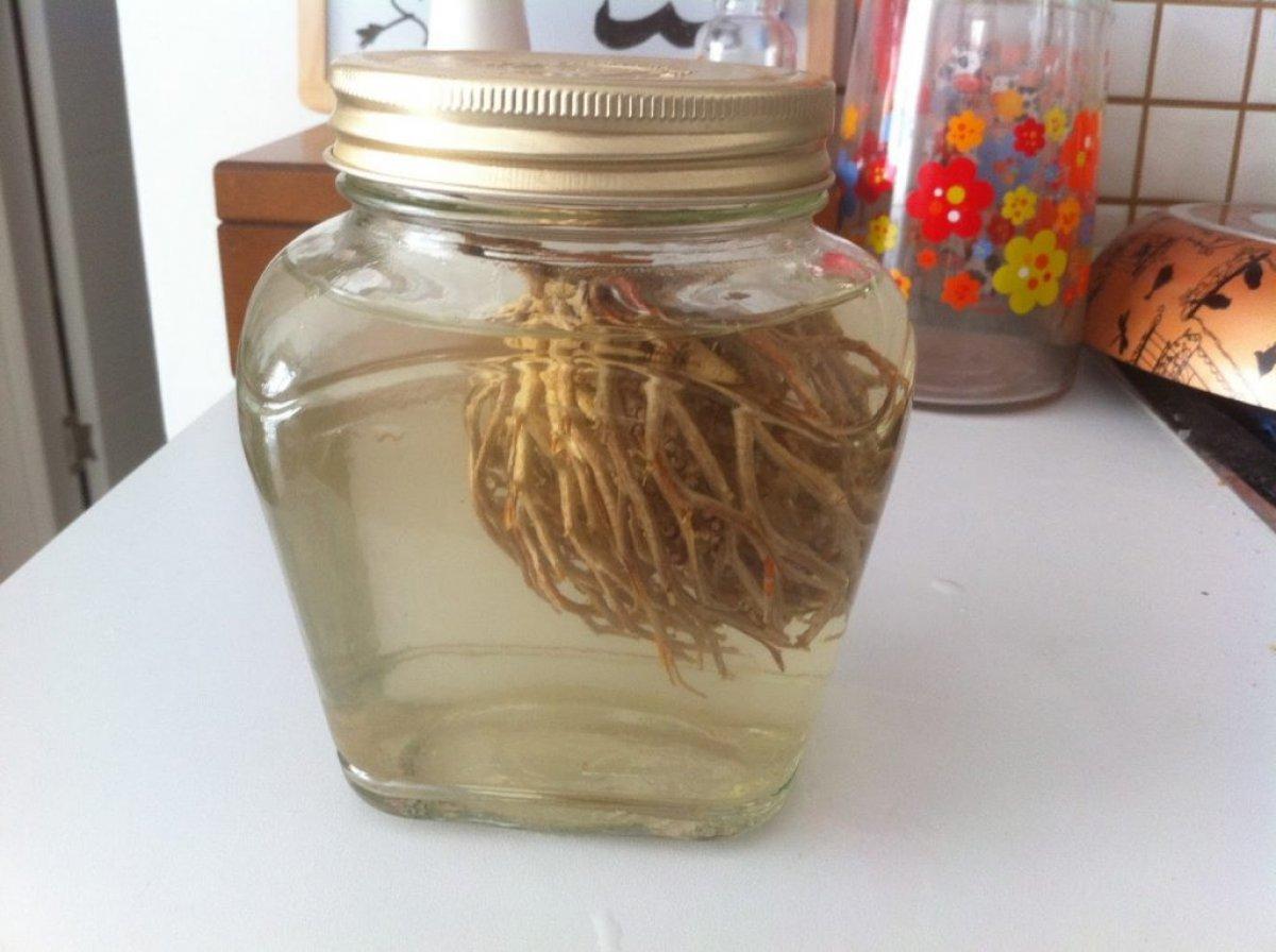 Anne adaylarının gözdesi: Meryem Ana otu nedir, faydaları nelerdir?