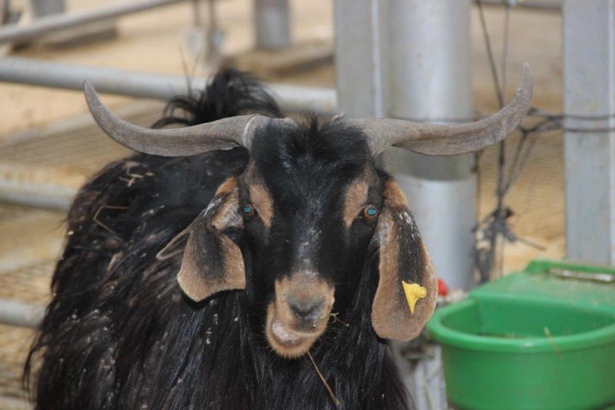 Kurban pazarları hareketlendi: Fahiş fiyat artışı var