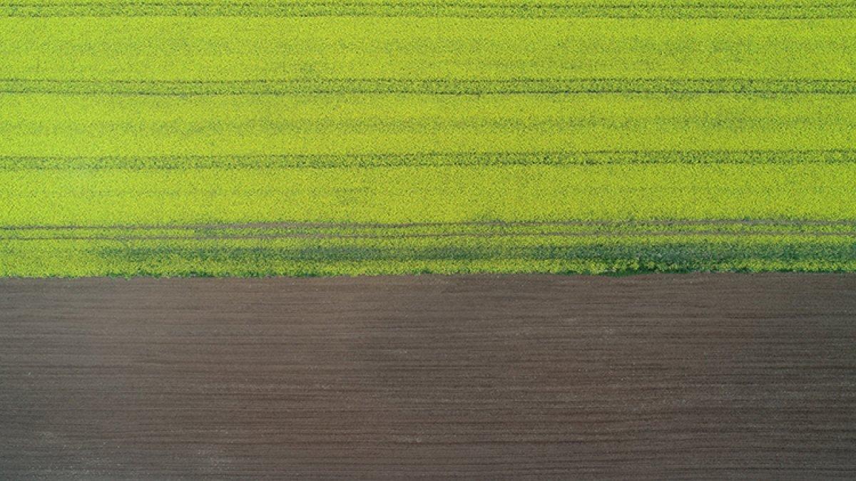 Kanola Trakya'yı sarıya boyadı