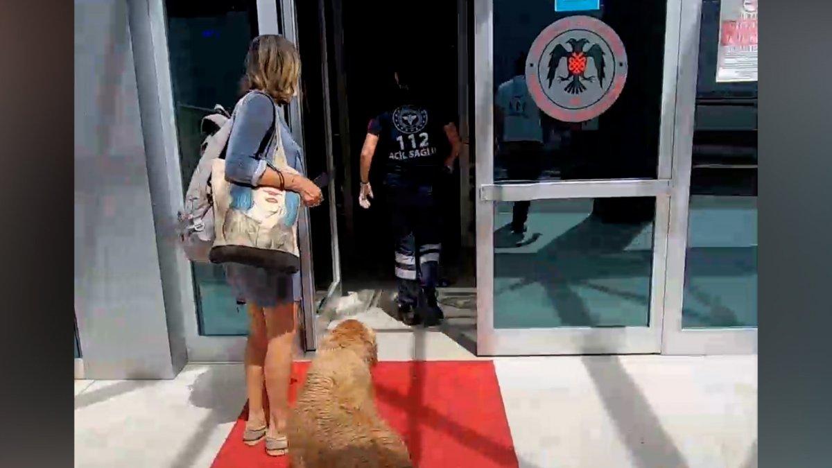 Büyükada'da hastanelik olan sahibini yalnız bırakmayan köpek