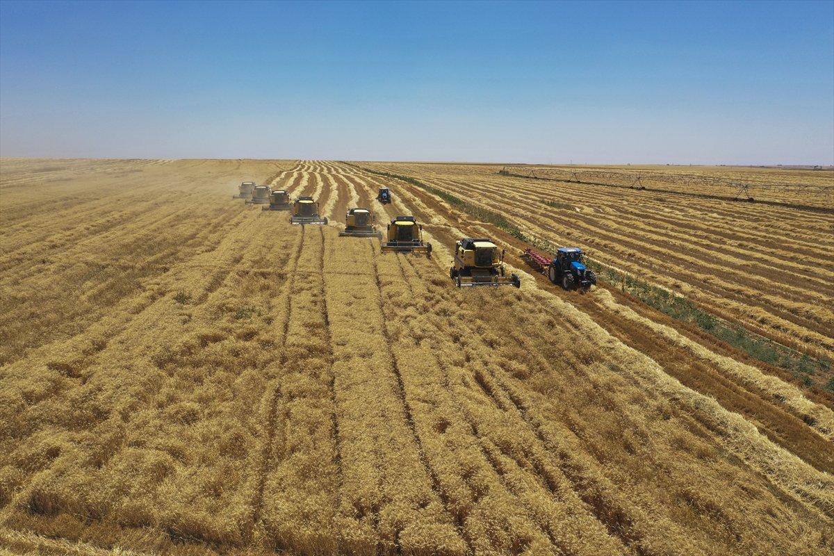 Şanlıurfa'da 157 biçerdöverle hasat başladı