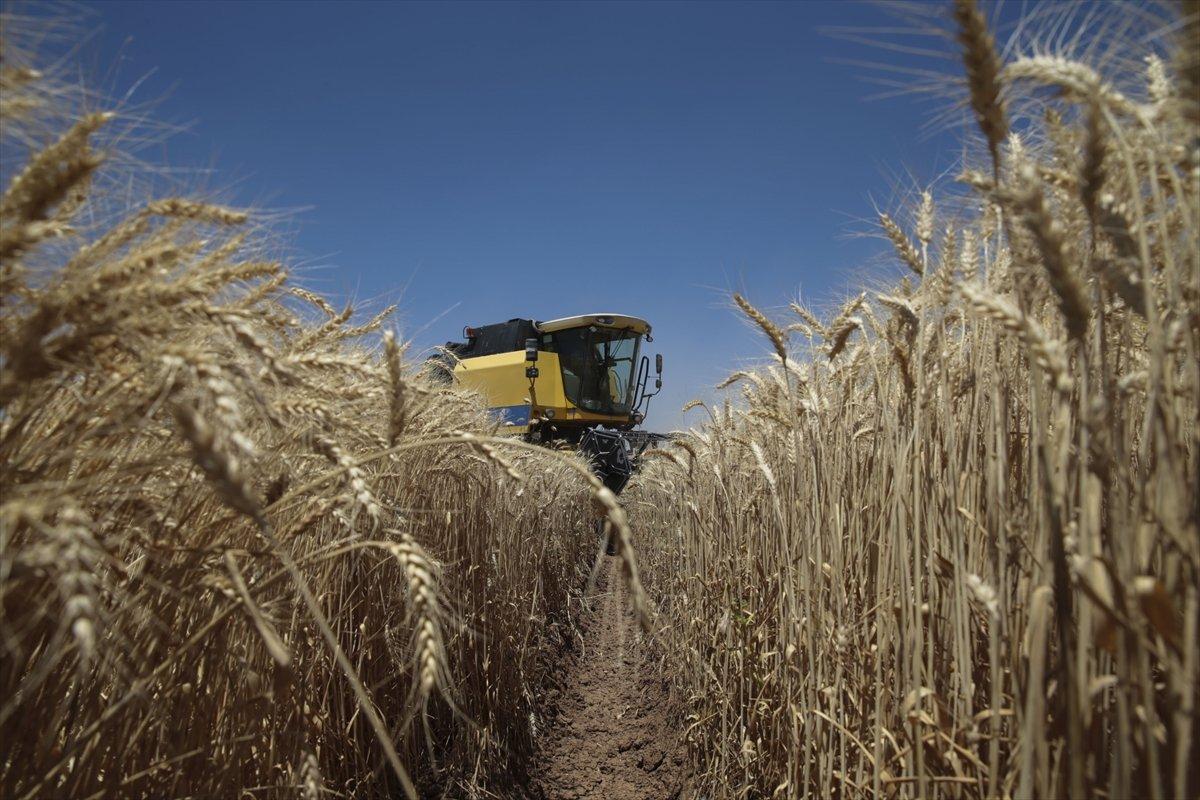 Şanlıurfa'da 157 biçerdöverle hasat başladı