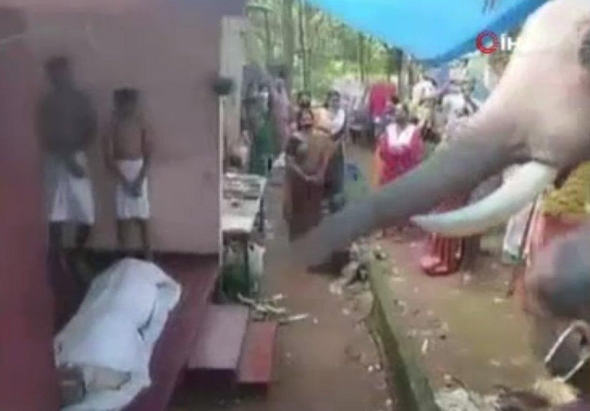 Hindistan'da sahibine veda eden fil